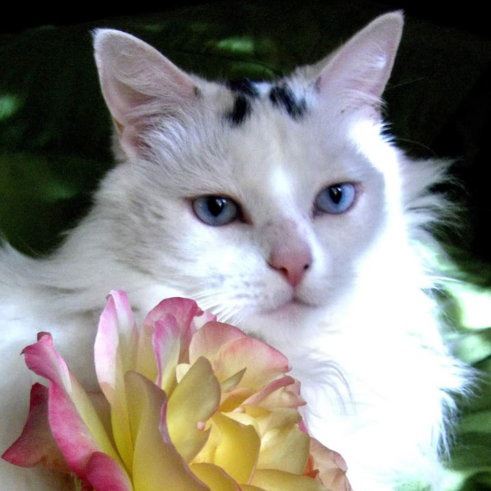 My beautiful white cat Sonya 
