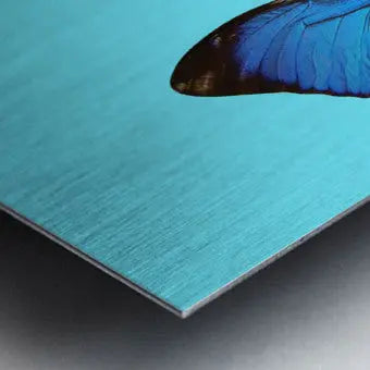 Butterfly Fractal Canvas Wall Art "Abstract Butterflies" ZKoriginal